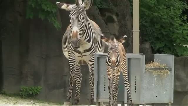 Watch Baby Zebra Makes Brookfield Zoo Debut Video