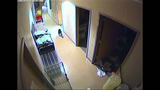 Watch Puppy Makes Mess At Animal Shelter Video