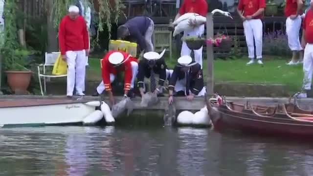 Watch Queen's Swans Counted in Thames Video
