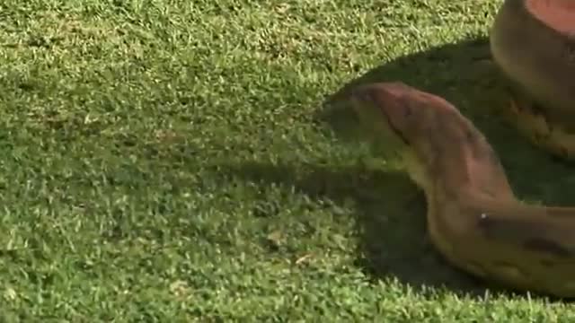 Watch Anaconda Marks 32 Years in Captivity Video