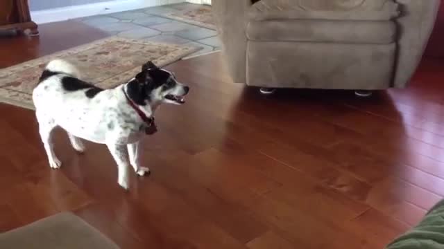 Watch Dog Finally Learns How to Jump on the Couch Video