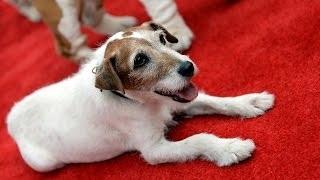 Watch Uggie The Dog Star of The Artist Dies Video