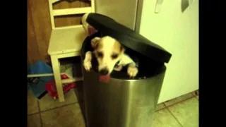 Watch 10 Minutes of Dogs Compilation Video