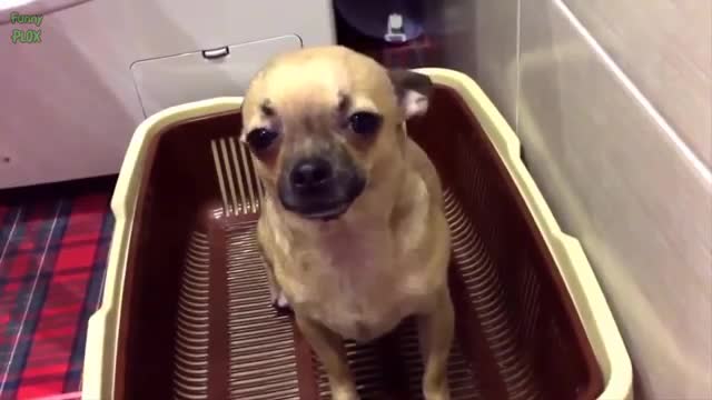 Watch Funny Guilty Dogs Compilation Video