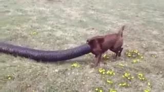 Watch Funny Dog Sticks his Head in Giant Hose and Runs Around Video