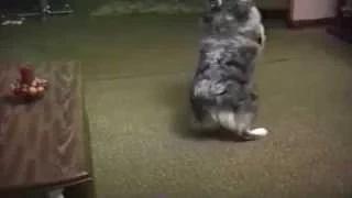 Watch Crazy Dog Chases Ceiling Fan Video