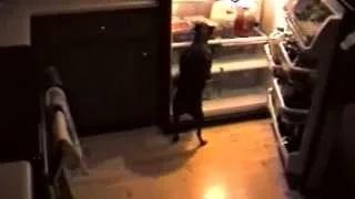 Watch Sneaky Dogs Are Awesome Video
