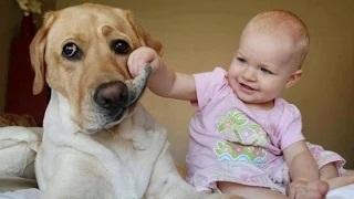 Watch Babies Laughing Hysterically at Dogs Compilation Video