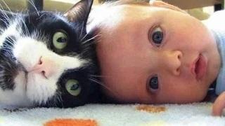 Watch Cute Cats and Dogs Love Babies Compilation Video