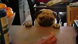Watch Sneaky Dogs Are Awesome Part 2 Video