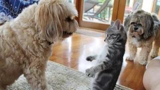 Watch Dogs Meeting Kittens for the First Time Compilation Video