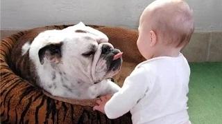 Watch Funny Bulldog and Baby Video Compilation Video
