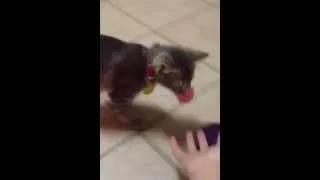 Watch Cat Plays Fetch Like a Dog Video