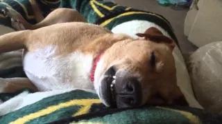 Watch Dog Snores and Dreams in his Sleep Video