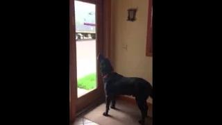 Watch Dog Howls at Ambulance Siren Video