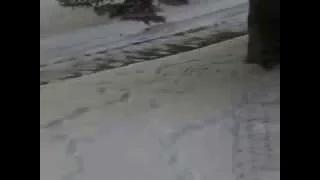 Watch Animals attacking other animals When animals attack Bambi goes bad Video
