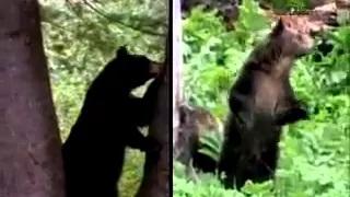 Watch When animals attacks caught on tape full episodes Shocking Bear Attack Video