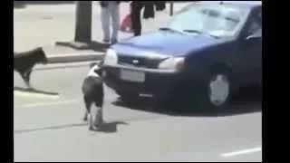 Watch Funny animal attacks on humans When Animals Attack People Video