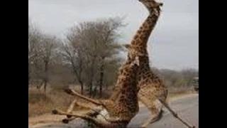 Watch Animals hunting prey deadly animal attacks compilation animals attacking Video