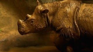 Watch Rare Sumatran Rhino Leaving Cincinnati Zoo Video