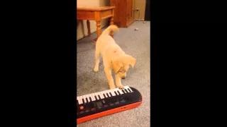 Watch Adorable Lab Puppy Plays Piano Video