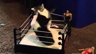 Watch Kitten Wrestling Video