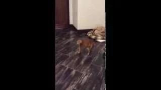 Watch Orange Cat Afraid of Dog in Mask Video