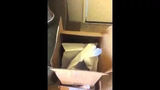 Watch Funny Bird LOLs while Playing in a Box Video