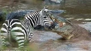 Watch Animals hunting prey crocodile attacks zebra MUST SEE WHEN ANIMALS ATTACK ! Video