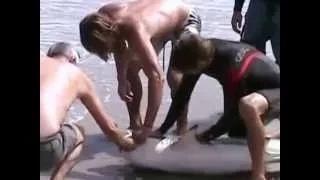 Watch shark attack caught on video real life Shark Bite shark attack caught Video