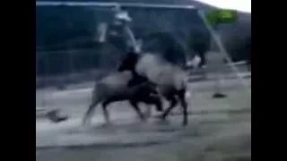 Watch Animals fighting to the death Battle on Playground animals fighting Video