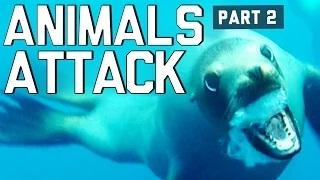 Watch When Animals Attack Compilation Part 2 Video
