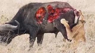 Watch Wild animal hunting in africa the most wild animals attack video ever seen Video
