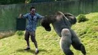 Watch Animals attack humans Crazy Animal Attack Human Compilation Video