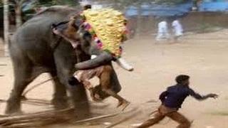 Watch Elephant attack in kerala forest Scary elephant attack must watch this video Video
