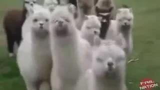 Watch Wild Animals Caught on Camera When Animals Attack Videos Animals Attacking People Compilation Video