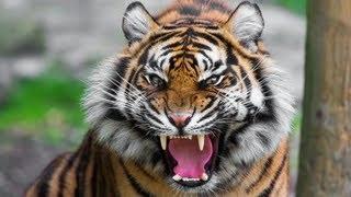 Watch When Animals Attack Compilation Video