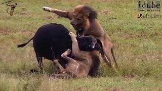 Watch Male Lions Attack Buffalo! Unbelievable! (Epic Lion vs Buffalo Action Highlights!) Video