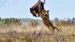 Watch Lion Attack Compilation - HD Video Video