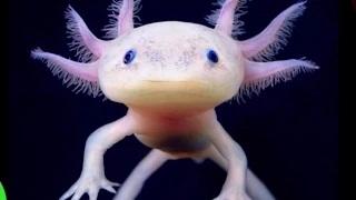 Watch 15 Bizarre Animals That Actually Exist Video