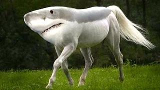 Watch 10 Bizarre Animal Facts Video