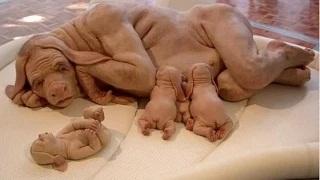 Watch 15 MOST BIZARRE CREATURES THAT EXIST ON EARTH Video