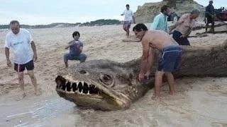 Watch 10 sea Creatures You Won't Believe Exist Video