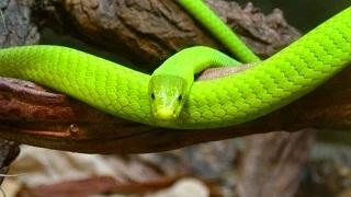 Watch 10 Weirdest Snakes Video