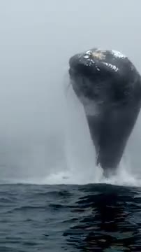 Watch A Whale of a Time Video