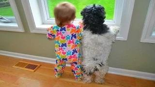 Watch FUNNY DOGS & BABIES COLLECTION Video