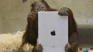 Watch Pets playing video games - Funny animal compilation Video
