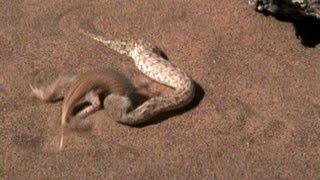 Watch Snake vs. Lizard Video