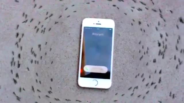 Watch Ants Mysterious Circle Ringing iPhone Video