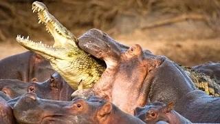 Watch Top 10 Deadliest Animals On The Planet Video